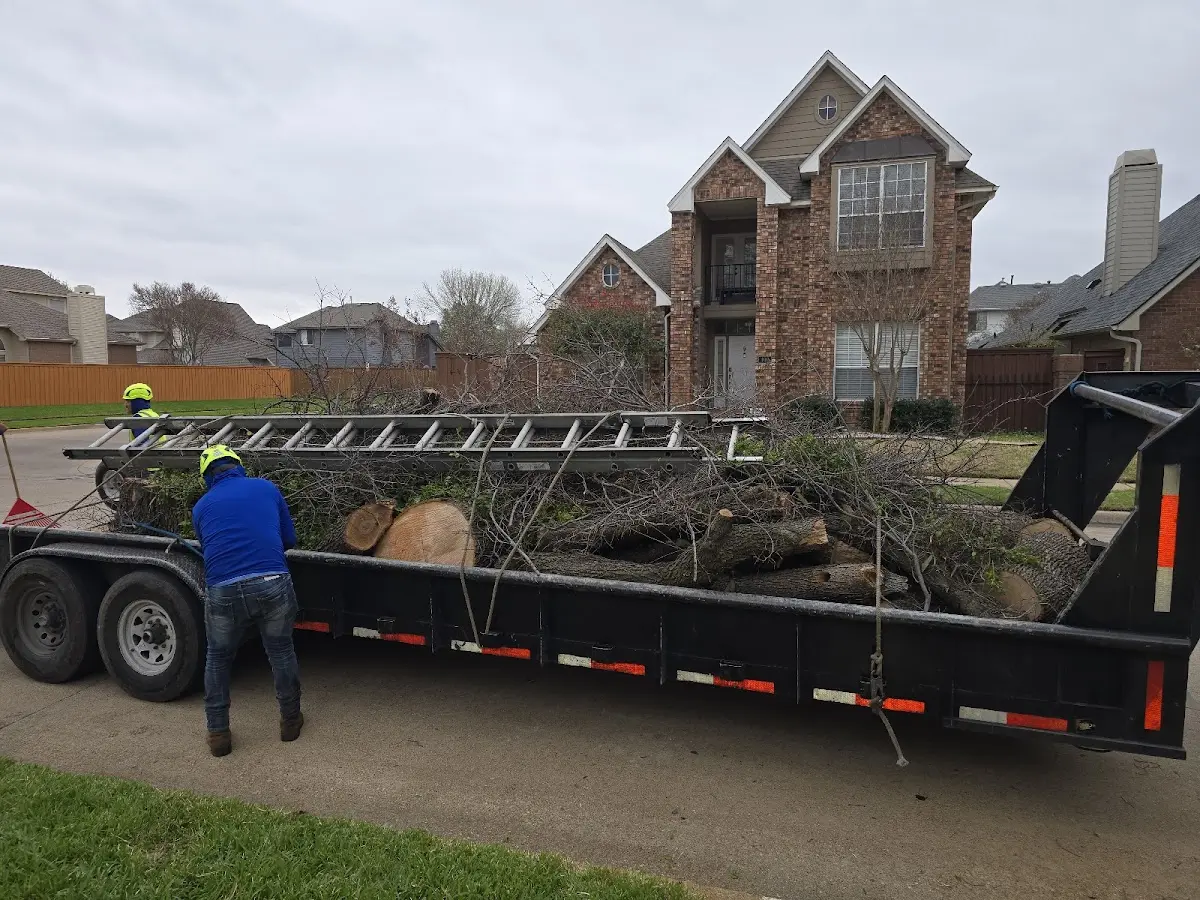 Expert Tree Removal with proper safety equipment in Silverwood